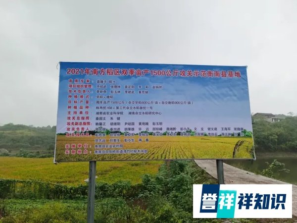 袁隆平团队又破纪录!