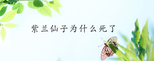 紫兰仙子死了的原因