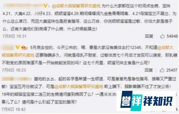 双胞胎大熊猫“顺顺溜溜”病亡,成都大熊猫基地成众矢之的