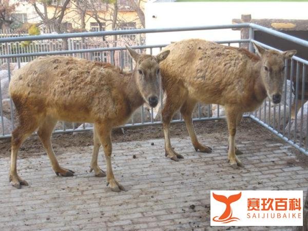 Suya 亲民学派女团/魅力相反相成~河劲驼+雪绵䍸