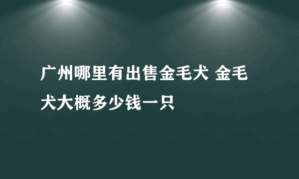 广州哪里有出售金毛犬 金毛犬大概多少钱一只