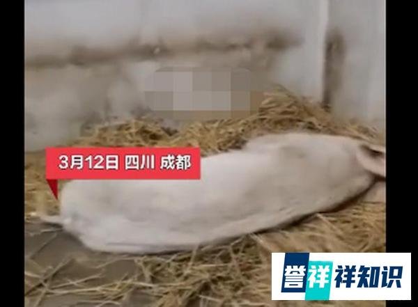 14岁的猪坚强已瘦骨嶙峋 这是咋情况？