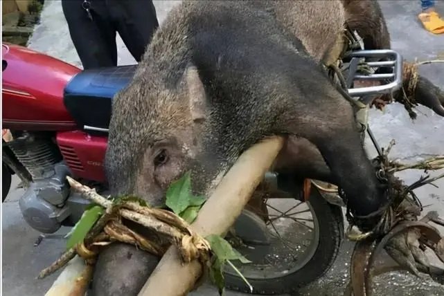 江苏镇江一头野猪强闯小区，被卡在大门栅栏之间，这野猪从何而来？