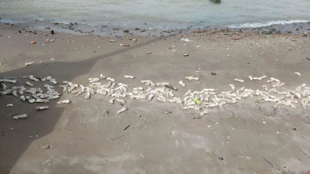 东莞海滩竟出现大量猪蹄,这些猪蹄从何而来?