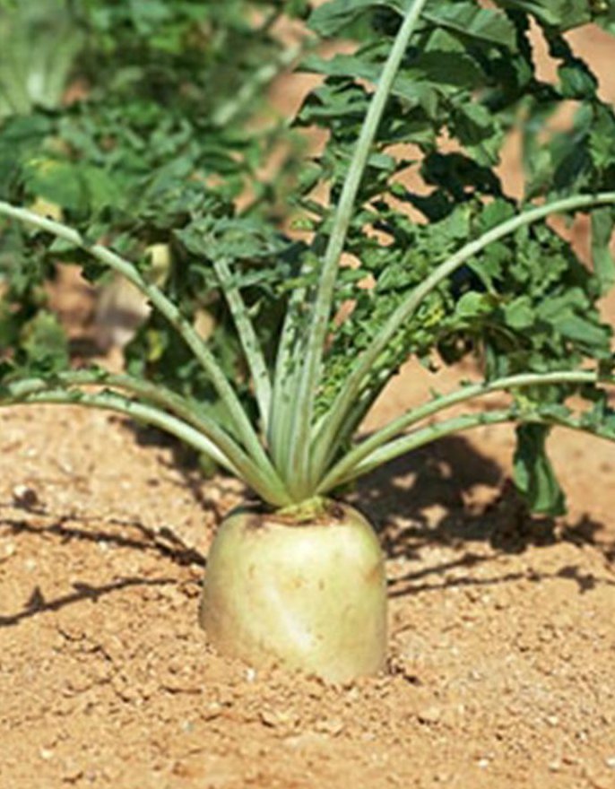 NASA收获史上首批“太空萝卜”,在太空种植萝卜有哪些不容易?