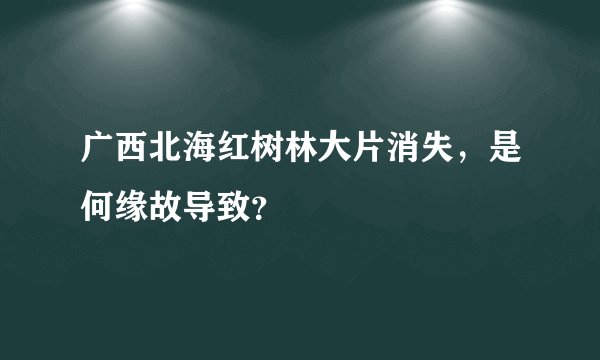 广西北海红树林大片消失，是何缘故导致？