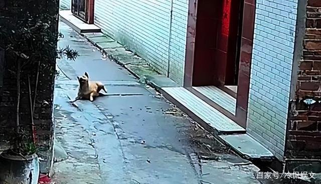 视频曝男子喷不明液体后狗狗迅速死亡,他喷射的液体究竟是什么?