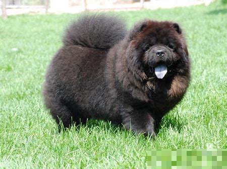 松狮五黑犬的价格