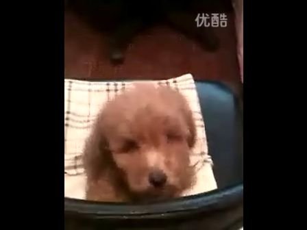 123宠物网的介绍