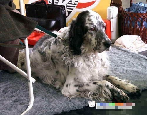 哥顿雪达犬的寿命长短受哪些因素影响？
