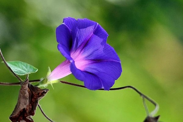 牵牛花的花语和寓意