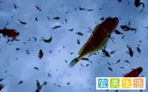 罕见奇观!伊朗天降“鱼雨”,神秘现象“引全球热议”!