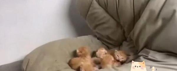 学生返校发现被窝多了一群小奶猫 这是咋情况？