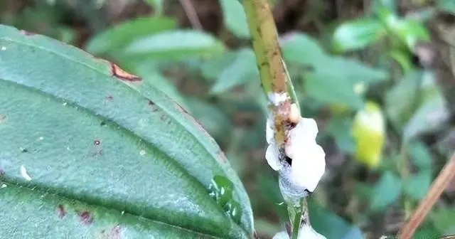 威海一小区内白色泡沫飞散!这些泡沫对人体有危害吗?