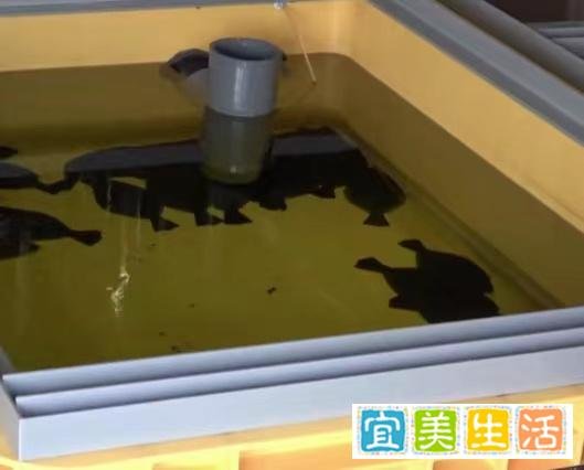 核污水排海或将影响整个生物圈