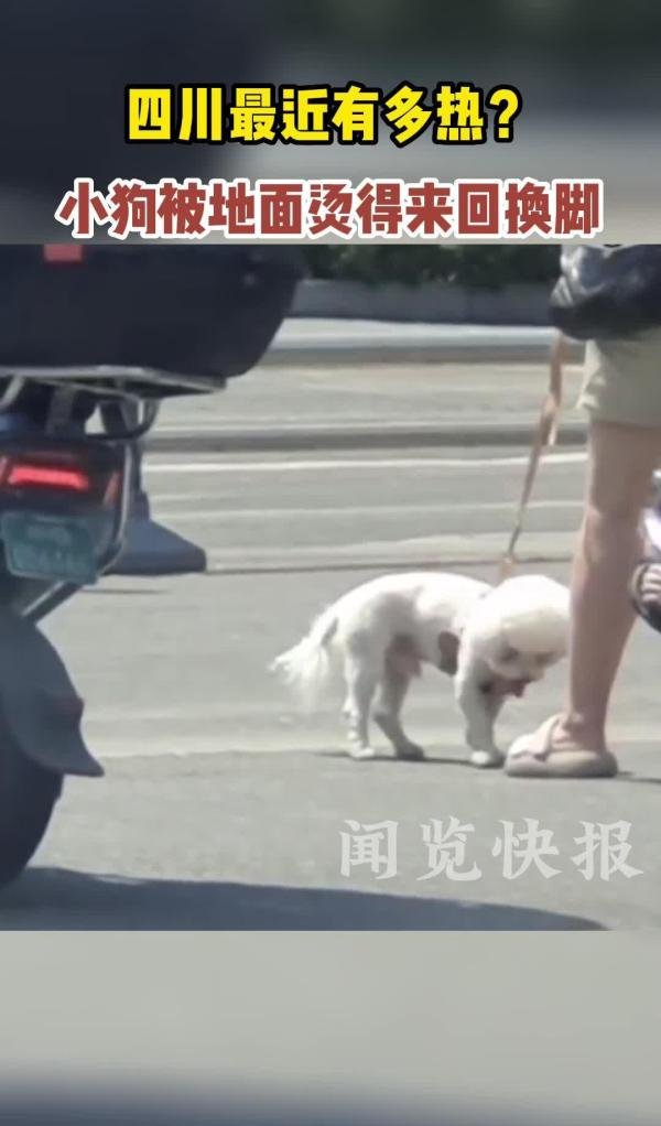 小狗被地面烫得来回换脚