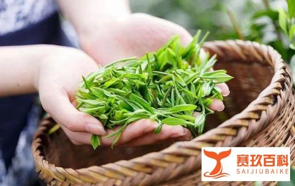 茶农称赤脚踩茶叶是传统工艺，用脚揉捻出的茶叶才最正宗