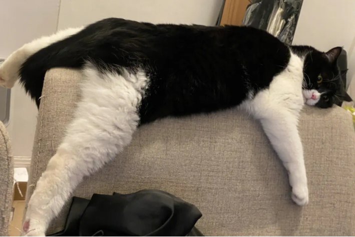 趴的意思解释