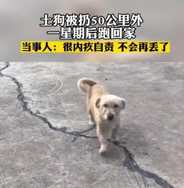 土狗被扔50公里外一星期后跑回家 这是咋情况?