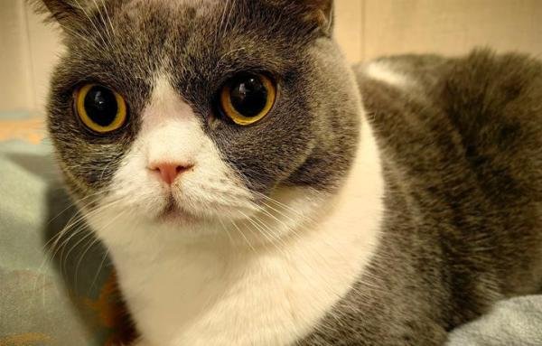 猫咪冷知识，你们发现猫咪长时间不眨眼了吗？