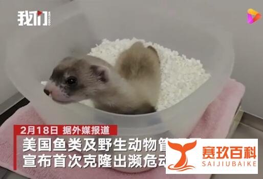 美国首次成功克隆濒危动物 究竟咋回事?