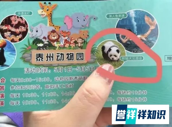 江苏泰州动物园“熊猫狗”走红，动物园回应：是染色松狮犬
