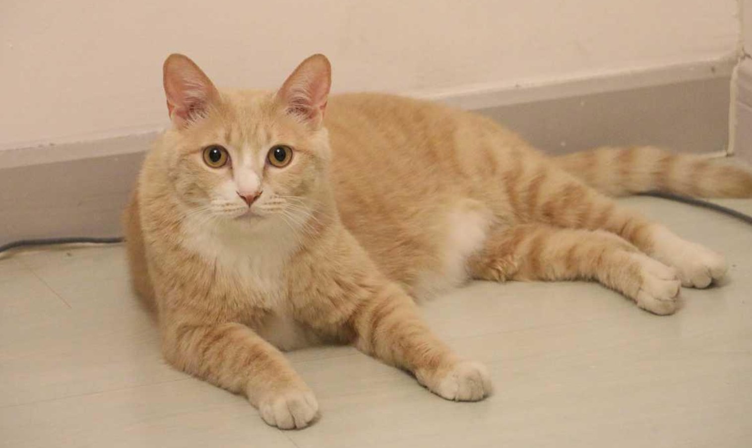 雷神山流浪小奶猫一年后成胖橘,这只流浪猫是怎么被收养的?