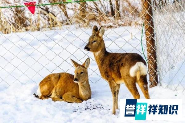 养一只300元,一年后能赚3200元,不错的养殖项目!