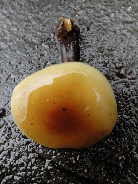 核桃树的菌叫什么?能吃吗