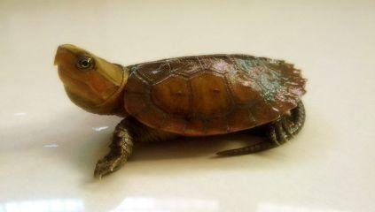 鹰嘴龟什么价位