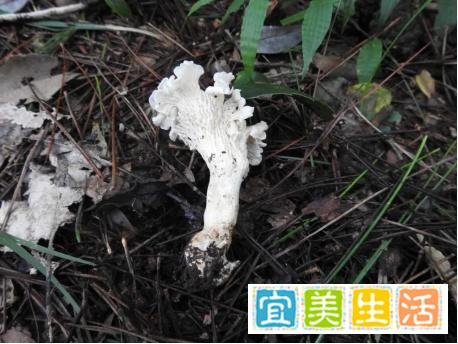 新物种发现！看着很好吃的样子，专家建议“先别吃”！