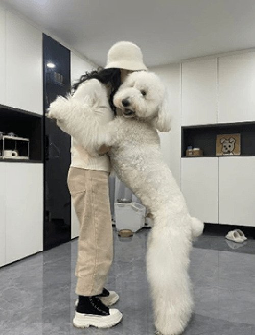 纯种巨贵犬多少钱一只?