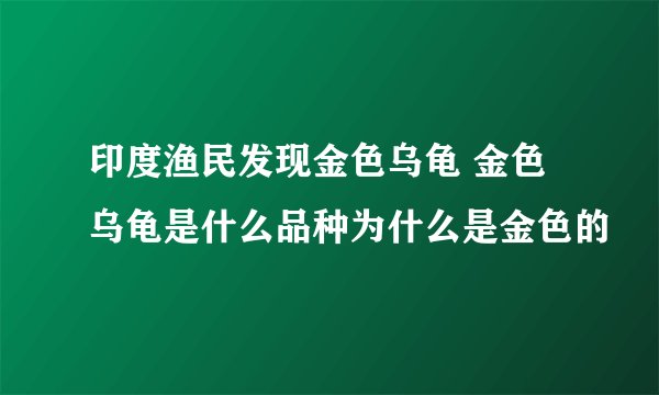 印度渔民发现金色乌龟 金色乌龟是什么品种为什么是金色的