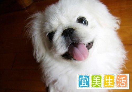 京巴狗怎么养