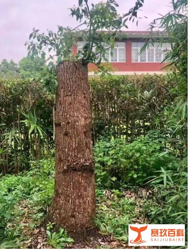 修剪自己家的树竟被城管罚款14万元,这是什么道理?