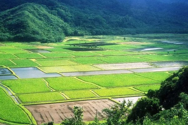 埸什么意思