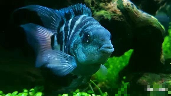 那些宠物鱼能和迷你鹦鹉鱼一起养