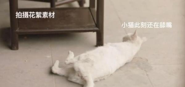 有人爆料《当家主母》中的猫已经过世，电击致死当天就埋了！