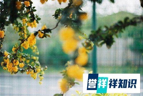 张学友模仿倪夏莲名场面？只要心怀热爱，永远都是当打之年