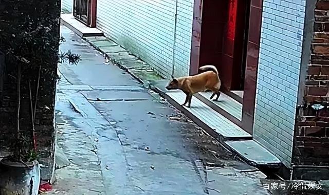 视频曝男子喷不明液体后狗狗迅速死亡,他喷射的液体究竟是什么?