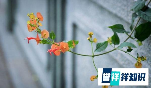 张学友模仿倪夏莲名场面？只要心怀热爱，永远都是当打之年