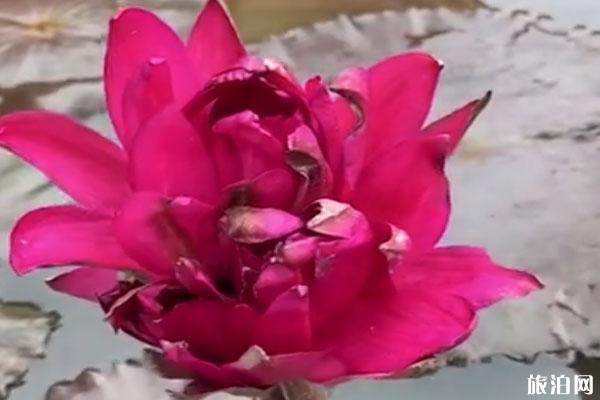广州莲花山首次发现四蒂莲 长什么样子-在哪里
