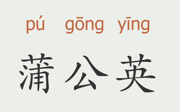 蒲公英的拼音