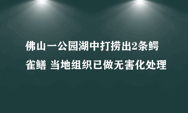 佛山一公园湖中打捞出2条鳄雀鳝 当地组织已做无害化处理