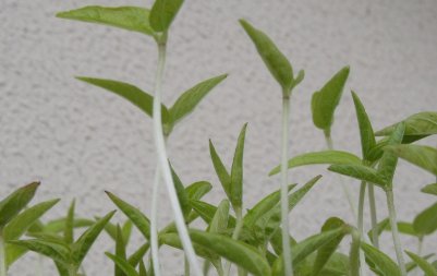 绿豆7天的生长过程及记录