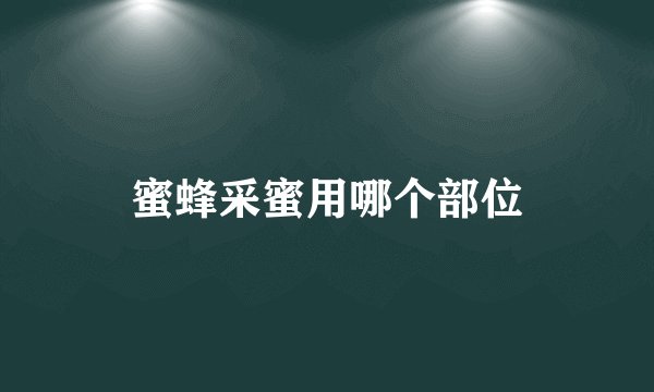蜜蜂采蜜用哪个部位