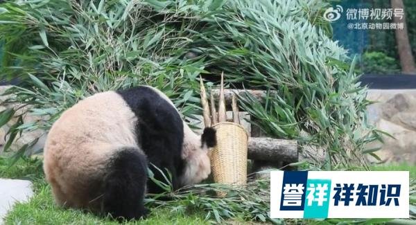 听说丫丫最近在贴秋膘，脸上的毛是蓬松了点