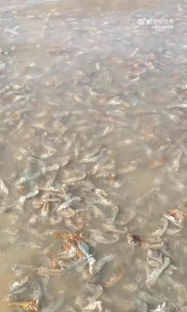 烟台海边出现大量泸沽虾 有人捡了十几桶：这假期太充实