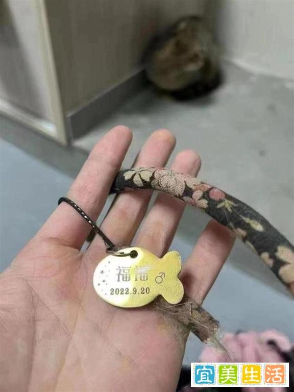 载有950余只猫的运猫车在杭州被拦截救助,今年已有多辆运猫车被拦截
