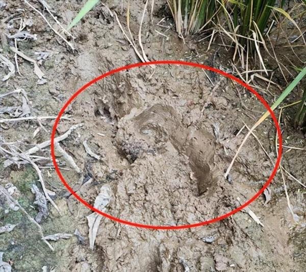 南京野猪跑到田里听歌睡大觉 网友:有情怀的野猪